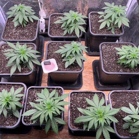 Special Queen #1 growlog timeline photo