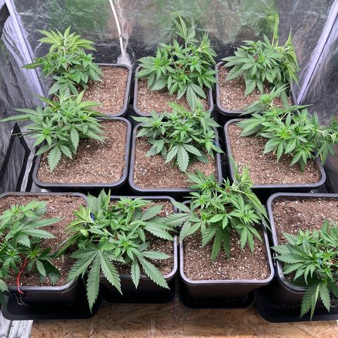 Special Queen #1 growlog timeline photo