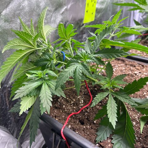 Special Queen #1 growlog timeline photo