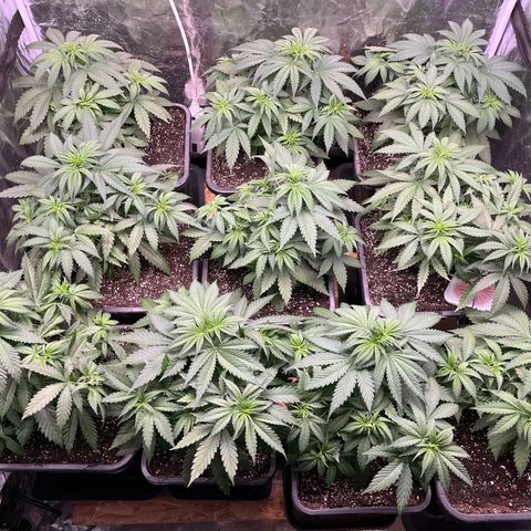 Special Queen #1 growlog timeline photo