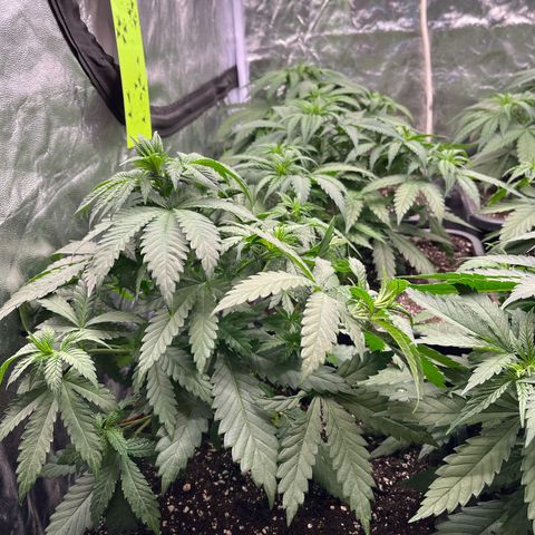 Special Queen #1 growlog timeline photo
