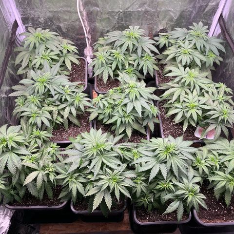 Special Queen #1 growlog timeline photo