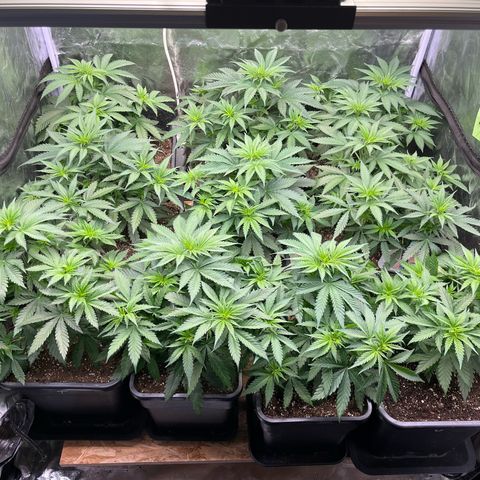 Special Queen #1 growlog timeline photo