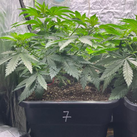 Special Queen #1 growlog timeline photo
