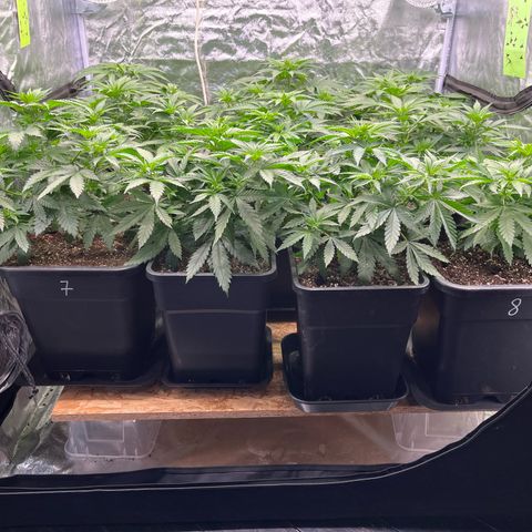 Special Queen #1 growlog timeline photo