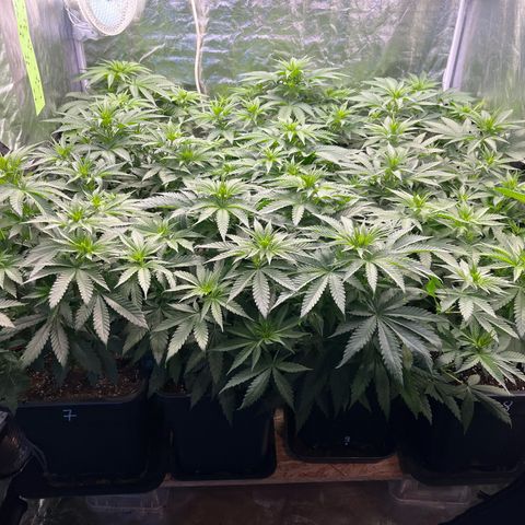 Special Queen #1 growlog photo: RAS