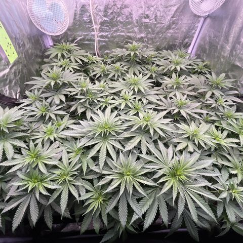 Special Queen #1 growlog timeline photo