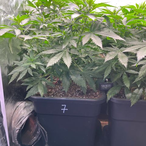 Special Queen #1 growlog timeline photo