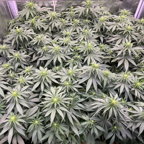 Special Queen #1 growlog photo: RAS