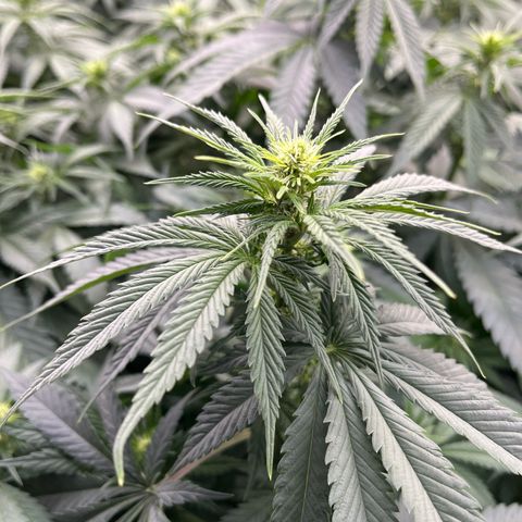 Special Queen #1 growlog photo: RAS