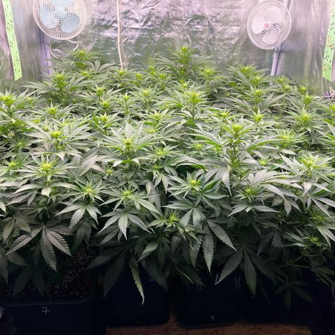 Special Queen #1 growlog timeline photo