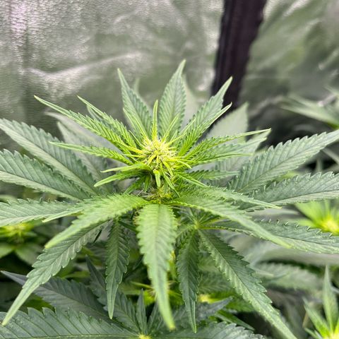 Special Queen #1 growlog timeline photo