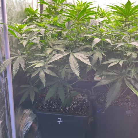 Special Queen #1 growlog timeline photo