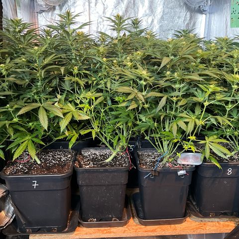 Special Queen #1 growlog timeline photo