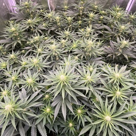 Special Queen #1 growlog timeline photo