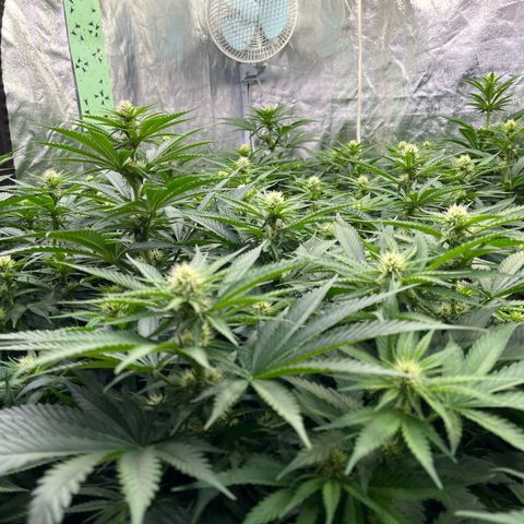 Special Queen #1 growlog timeline photo