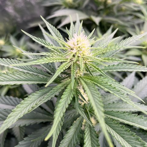Special Queen #1 growlog timeline photo