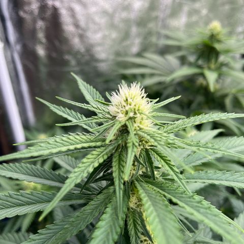Special Queen #1 growlog photo: RAS 
