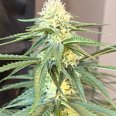 Special Queen #1 growlog photo: Elles ont très soif  🫣