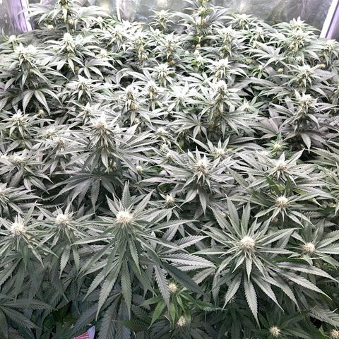 Special Queen #1 growlog timeline photo
