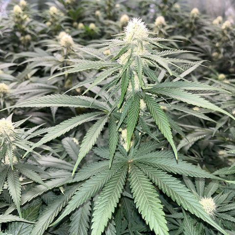 Special Queen #1 growlog timeline photo