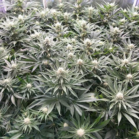 Special Queen #1 growlog timeline photo