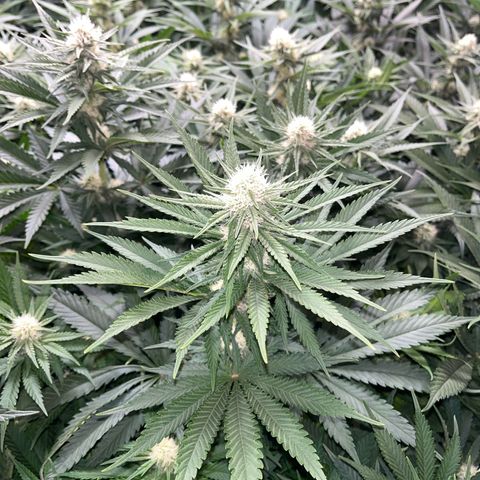 Special Queen #1 growlog timeline photo