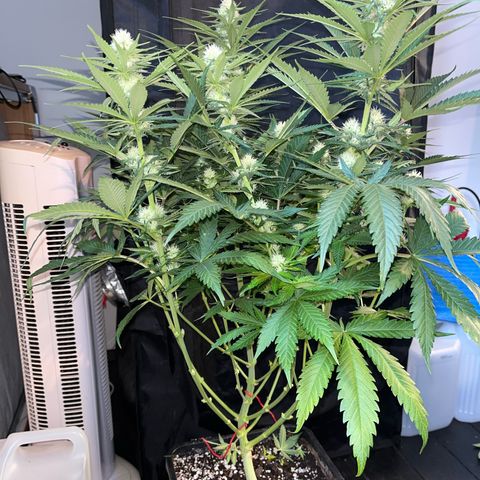 Special Queen #1 growlog timeline photo