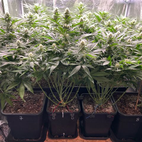 Special Queen #1 growlog timeline photo