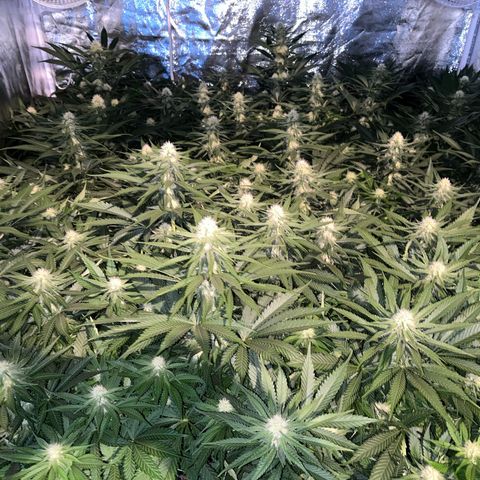 Special Queen #1 growlog timeline photo