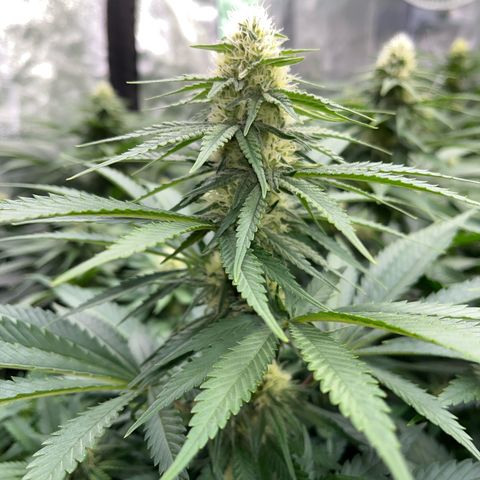 Special Queen #1 growlog timeline photo