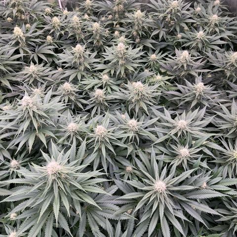 Special Queen #1 growlog photo: RAS