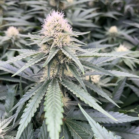 Special Queen #1 growlog photo: RAS