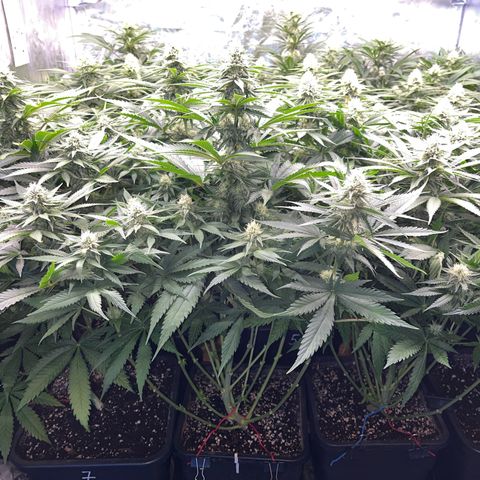 Special Queen #1 growlog timeline photo