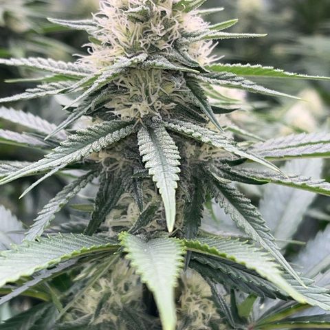 Special Queen #1 growlog timeline photo