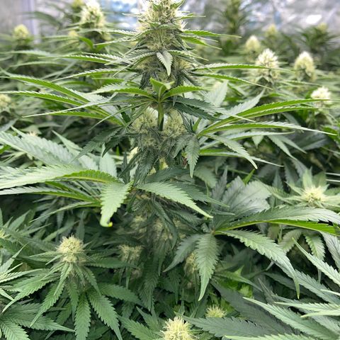 Special Queen #1 growlog timeline photo