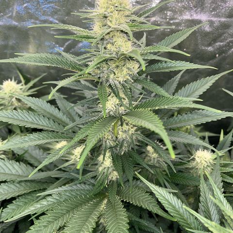 Special Queen #1 growlog timeline photo