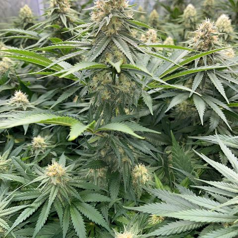 Special Queen #1 growlog timeline photo
