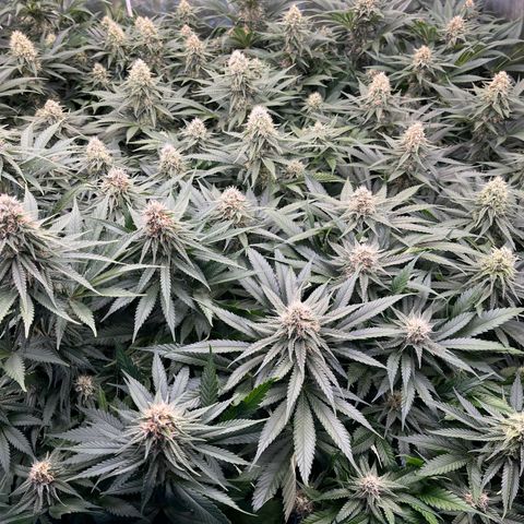 Special Queen #1 growlog timeline photo