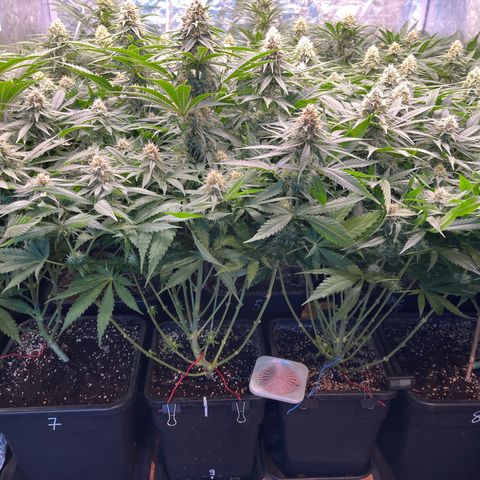 Special Queen #1 growlog timeline photo