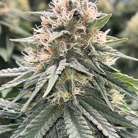 Special Queen #1 growlog timeline photo