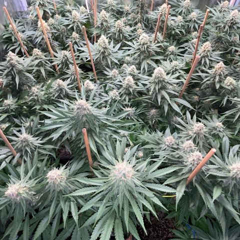 Special Queen #1 growlog photo: RAS