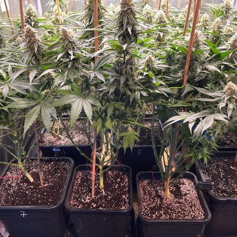 Special Queen #1 growlog photo: RAS