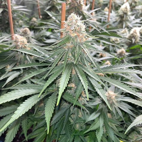 Special Queen #1 growlog photo: RAS