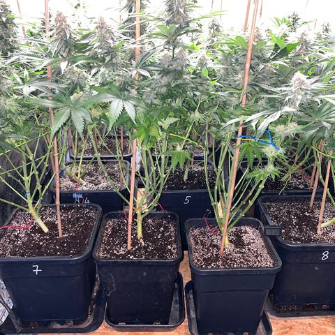 Special Queen #1 growlog photo: RAS