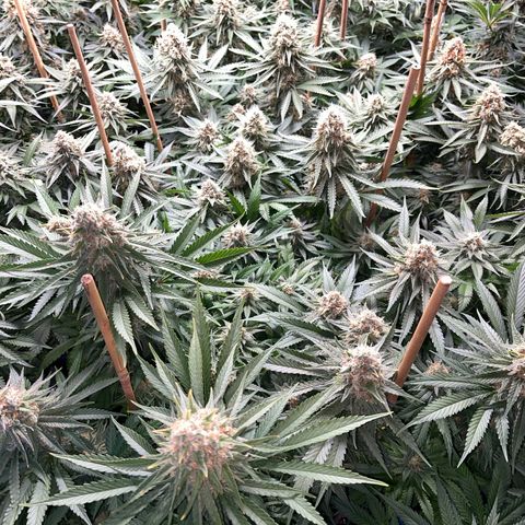 Special Queen #1 growlog timeline photo