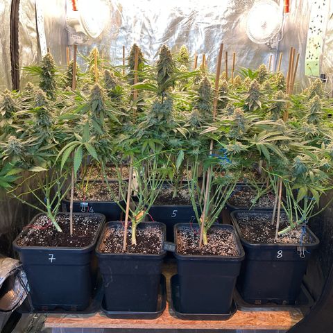 Special Queen #1 growlog timeline photo