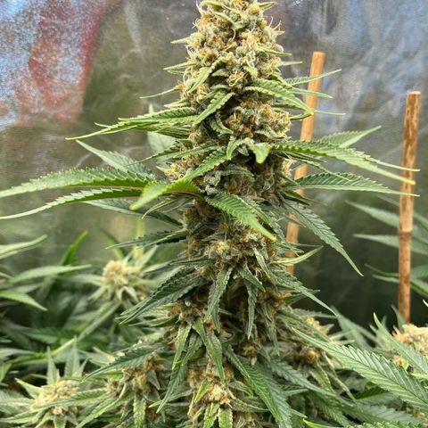 Special Queen #1 growlog timeline photo