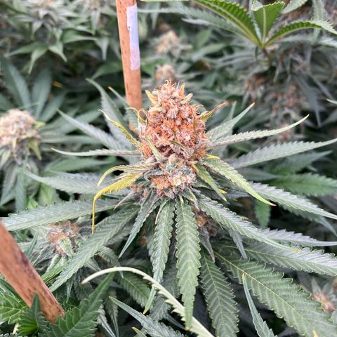 Special Queen #1 growlog photo: Brûlures 