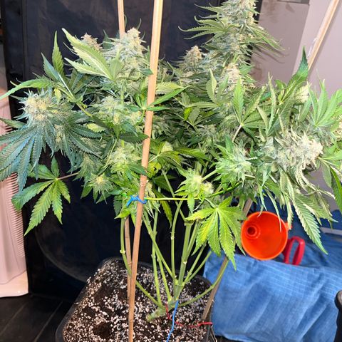 Special Queen #1 growlog timeline photo